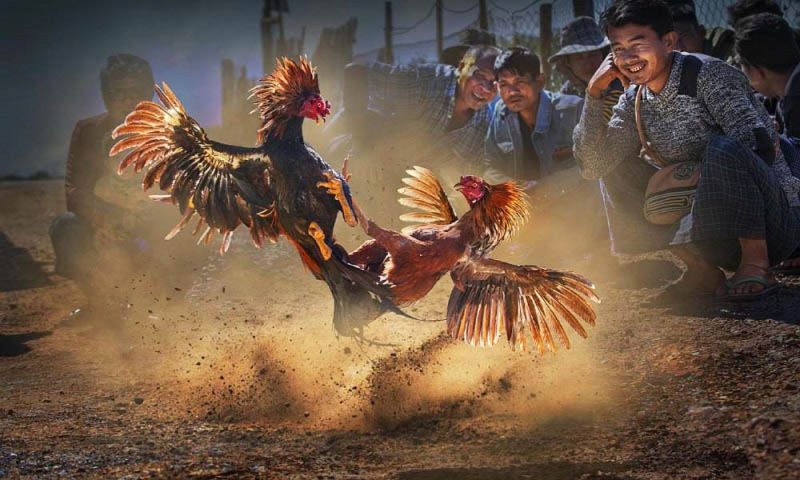 Đá Gà Cựa Dao - Loại Hình Cá Cược Hấp Dẫn Vạn Người Mê Thời gian mỗi hiệp trong đá gà cựa sắt và cựa dao